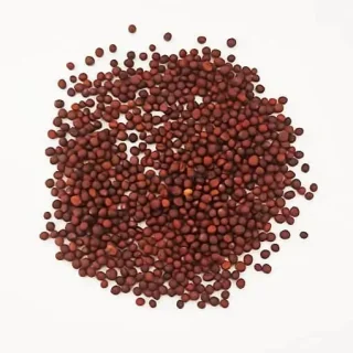 Tukhm-e-Shalgham (Turnip Seeds)